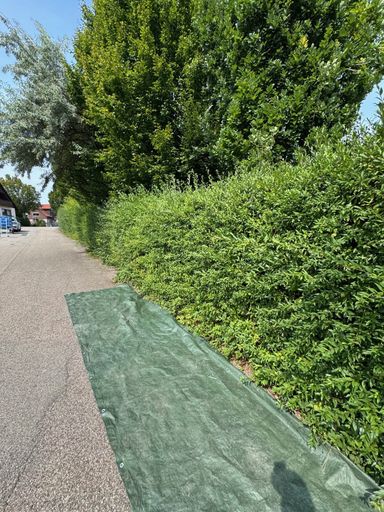 Hecke schneiden 